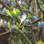 خریدار مرغ عشق