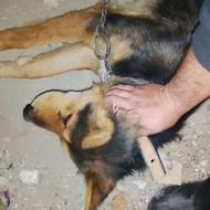 ژرمن بچه تربیت شده .مناسب برای نگهبانی