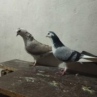 کفتر . کبوتر معاوضه هم دارم