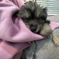 نژاد مالتیپو