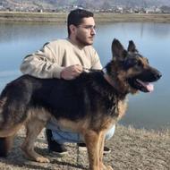 سگ ژرمن شپرد اصل نگهبان و تربیت شده نر واگذار