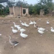 غو غاز نر و ماده مولد جوان