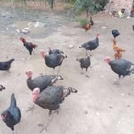 بوغلمون برنز مولد