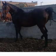 اسب کورد دارای شناسنامه