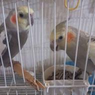 پرنده عروس هلندی