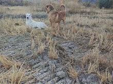 واگذاری سگ در شیپور