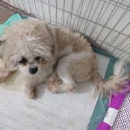 واگذاری حیوان