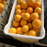 1تن پرتغال تامسون