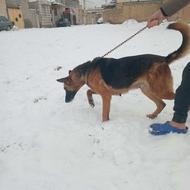 سگ ژرمن اصیل