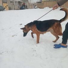 سگ ژرمن اصیل