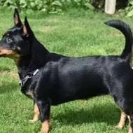 دنباله واگذاری سگ پاکوتا هستم