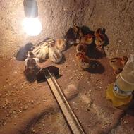 جوجه رسمی 6روزه واکسن خورده