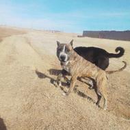 واگذاری سگ پیتبول ..