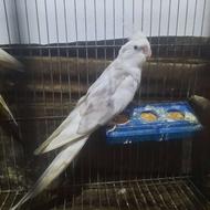 عروس هلندی معاوضه یا فروش