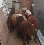 بره‌ نرو ماده‌ جنس‌ دار چاق