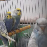 مرغ عشق رنگ خواست در پرنده سرای ابوالفضل