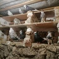 کبوتر پرشی درجه یک