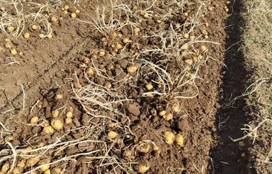 فروش زمین کشاورزی