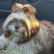 سگ شیتزو مالتیز (اصیل)