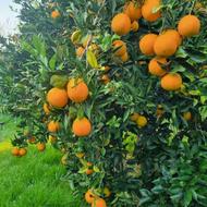 خریدا پرتقال سر درختی و نارنج