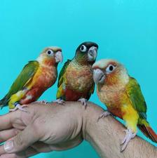 طوطی گرینچیک رام دبل رد با قرمزی و تراکویس