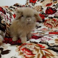 خرگوش لوپ دو ماهه