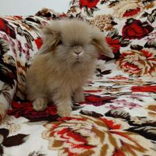 خرگوش لوپ دو ماهه