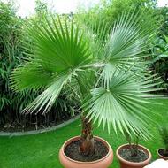 خدمات گلخانه ای نقد و چک