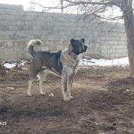 فروش سگ عراقی