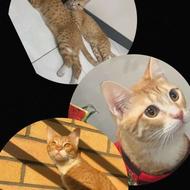 واگذاری به خانواده