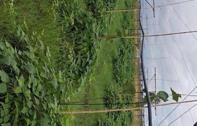 باغ کیوی 10هزارمتر،...7500متر باغ کیوی هست و...