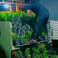 شمشادطلایی وسبزویاس هلندی