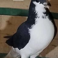 کبوتر جوجه تازه بالغ نر خوشرنگ سیاه