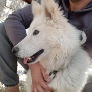 واگذاری ژرمن وایت ،سفید