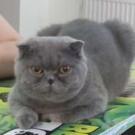 شهر گربه های مخملی