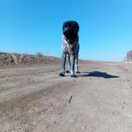 سگ خاسگری توله