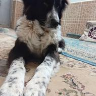 واگذاری توله لاس 6 ماهه