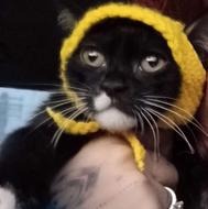 واگذاری دختر بریتیش رایگان