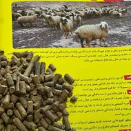 خوراک دام کویر .