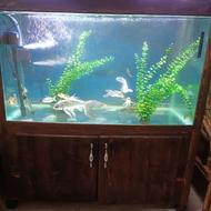 ماهی کوی باله کوتاه و سوپر باله