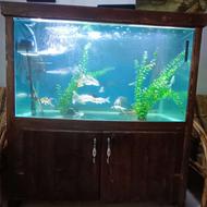 آکواریوم سایز 1/30 به همراه چوب