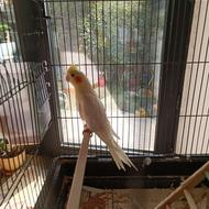 طوطی عروس هلندی لوتینو نر