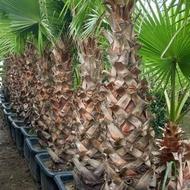 پالم واشنگتن تنه قرمز اصل