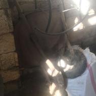 فرغون و یک لاستیک اضافه