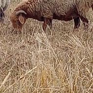 گوسفند ابستنی شیر کر وره مار