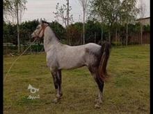 اسب نریان عرب کرد در شیپور