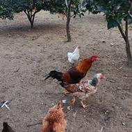 خروس دورگه لاری