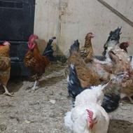 فروش 70عدد مرغ و خروس گلپایگانی و گلین درهم