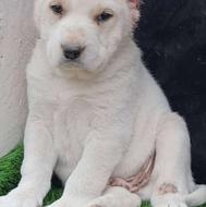 واگذارسگ آلابای روسی و ترکمن