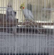 فروش یک جفت عروس